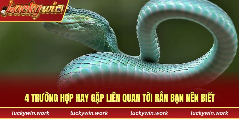 4 trường hợp hay gặp liên quan tới rắn bạn nên biết